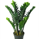 家中有果金钱树大盆栽室内客厅钱串子招财植物四季常青大型绿植摇钱树发财 10-15cm一盆5-6颗 不含盆