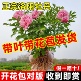 临雅牡丹花苗正宗山东菏泽洛阳芍药鲜花大苗室外盆栽重瓣观赏树苗花卉 牡丹洛阳红10芽大苗