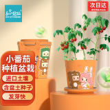 IAM City Farmer小番茄迷你盆栽 绿植幼儿园diy盆栽儿童种植小盆栽花卉植物观察