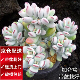 两腿跑【送货上门】三八节多肉植物带盆桌面盆栽组合绿植花卉幼儿园盆栽 乒乓福娘(带盆栽好)