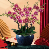 绿韵花田【两小时达】蝴蝶兰盆栽带花苞花剑花盆真花送妈妈女友端午节礼物 8株金蝶（瓷盆随机）