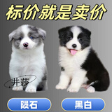 井莎 陨石边牧犬边牧幼犬宠物狗活体边境牧羊犬幼崽宠物狗狗活体中型 混血级 母