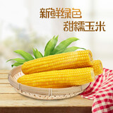 山海言2025东北大白糯黄糯黑新糯鲜玉米棒香甜软糯真空装苞米锅烧烤速食 优选黄糯玉米 5 棒 1000g 真空包装