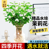 临雅水培绿植物花卉盆栽办公室内客厅桌面懒人水养鲜花卉四季开花盆景 【茉莉花】2盆9-12颗-土球发货