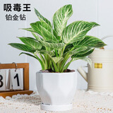 绿荫巷子大叶绿公主金钻植物办公室内客厅花卉吸甲醛好养易活绿植盆栽 【钻形陶瓷】铂金钻  大号30cm