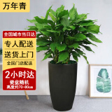 绿韵花田【两小时达】发财树金钱树散尾葵天堂鸟大型室内开业送礼好养绿植 万年青