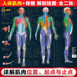 人体肌肉与骨骼解剖挂图（人邮体育出品）京东618活动