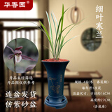 华香园兰花 细叶寒兰 浓幽香型不带花苞开盲盒室内外盆栽花卉耐阴绿植苗 细叶寒兰4苗带蓝色束腰盆不带花