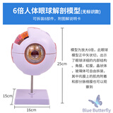 蓝蝶专业版医用仿真人体眼球构造解剖模型 眼睛结构人体教学五官科构造可拆卸眼珠6倍放大 医学仪器具 6倍放大眼球-无标识款