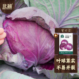 北蔬紫甘蓝种子苗结球耐裂紫色包菜卷心菜蔬菜种籽 紫甘蓝种子100粒