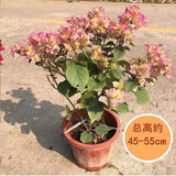 景郁春 JIRYUCUR 三角梅盆栽树苗爬藤带花发货花绿植花卉 重瓣怡景带花 源头直发