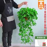 绿有意大叶绿萝盆栽壁挂除甲醛长藤绿萝水培绿箩爬墙垂吊兰植物净化空气 高脚红盆长藤二盆+储水盆