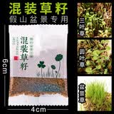 石光小站假山草种子上水石吸水石草籽盆景微景观盆栽植物易活专用草籽 三种混装草