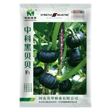 中科茂华蔬菜种子欧米甜中科靓绿板栗南瓜种子高圆绿栗新西兰南瓜甘面粉糯 中科黑贝贝20粒/袋