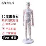 政河针灸穴位人体模型经络穴位模特图全身中医十二经络铜人可扎针小皮 旗舰款60厘米白色女硬质款/手臂可转超清刻字