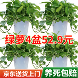 双盟绿萝盆栽除甲醛花卉绿植办公新房净化空气180龙蛋光面4盆源头直发