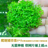 森渊（SENYUAN） 鱼缸前景草水草活体趴地爬地矮珍珠挖耳牛毛毡迷你矮天湖葵 爬地矮珍珠5cm网片