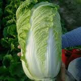 凤鸣雅世 四季蔬菜种子都市菜园速生阳台农家庭院盆栽油菜菠菜芹菜香菜籽 韩国泡菜用大白菜种子10克