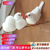 万宠汇 鸟活体虎皮鹦鹉宠物鸟活物虎笼养珍珠鸟活体灰文白文宠物鸟活体 白色珍珠鸟1只（公母可备注）