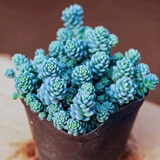 多肉组合盆栽阳台盆栽喜阳植物新手福利按图发货品种花卉好养 姬星美人【5-6厘米】塑料盆栽好