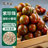 花沃里紫珍珠迷彩小番茄100粒 蔬菜种子圣女果小西红柿盆栽阳台庭院田间