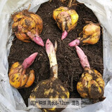 中梦香水百合种球盆栽花卉室内室外四季植物种子郁金香土水培 百合混色5个装