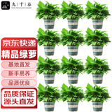 九千谷绿萝盆栽12盆装加仑盆自动吸水办公室内桌面绿萝花卉源头直发
