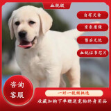 蒂瑞科纯种拉布拉多犬大型犬家养拉布拉多幼犬神犬小七巡回导盲犬宠物狗 血统级 血统级