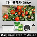 水生田懒人自吸水花盆家用蔬菜种植神器长方形塑料大花盆家庭阳台种菜箱 【矮生番茄种植套装】