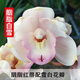 劉閣蘭花兰花苗 新品经典色花荷瓣 江山 冬带花苞出售阳台好养花卉盆栽 胭脂白雪4苗连体，带花肥