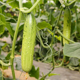 寿禾 旱黄瓜种子强雌籽种各种水果青瓜秋季四季蔬菜寿光种籽 甜香脆黄瓜种子 10g