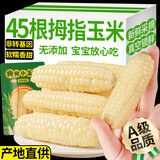 滇品客年货礼品农科院研制版纳花糯小玉米糯玉米即食早餐代餐轻即食玉米 更高品质】拇指玉米1500g*1箱