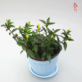 法国香水茉莉花苗冬季带花苞长青绿植花卉盆栽 黄茉莉爬藤植物耐寒花卉 法国香水小苗+蓝色木桶盆 含盆