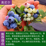 CHUANGSHIJI兔眼蓝莓苗北方南方种植果树苗盆栽地栽苗发货带土蓝梅苗 奥尼尔4年苗【当年结果苗】 40cm(含)-50cm(不含)