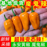 辰实【现摘】福建永安小黄椒 新鲜黄椒 农家魔鬼泡椒小辣椒黄辣椒 3斤魔鬼椒（特辣）