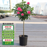 滨淇树桩月季花苗庭院大花月季四季开花 1.5cm粗左右花色随机源头直发