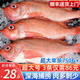 海皇湾红石斑鱼 冷冻整条深海大龙胆鱼富贵鱼海鲜水产 【推荐】3条 4.5斤【超大】