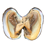 品鲜肴淡水湖鲜河鲜新鲜河蚌肉 渔民野外捕抓 鲜活现杀蚌肉去壳净肉 野河蚌肉1斤（500g）袋装