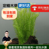 云峰海瑞水草活体懒人草鱼缸造景活体水草套餐鱼缸水草有茎类中后景真水草 【好养易活】绿松尾（10只一组）