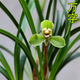 玫绚兰花 春兰老八种兰花苗宋梅办公室内庭绿植盆栽花卉 精品万字 老种3苗