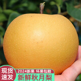 半亩庄园山东秋月梨新鲜水果大果现摘现发当季应季梨子礼盒孕妇正宗整箱 9斤