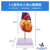 蓝蝶1:1人体心脏解剖模型 B超彩超心脏教具 医学自然大心脏教学模型 自然大心脏（带34标识）