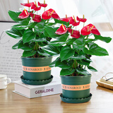 格调生活鸿运当头红掌盆栽绿植花卉室内客厅水培好养白掌一帆风顺四季开花 两盆、特大号红掌【绿色加仑盆】 含盆