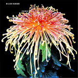 菊花花苗大菊花苗室内外观花阳台庭院花卉绿植物盆栽四季开花 鸳鸯