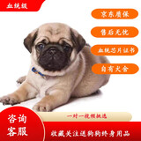 果粒之星纯种巴哥幼犬宠物狗八哥活体巴哥犬活体狗狗宠物活体哈巴狗幼犬 血统级