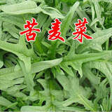 萌蕴（MengYun）进口牧草种子四季多年生黑麦草鱼草四季可种喂养鸡鸭鹅猪牛羊种籽 苦麦菜种子1斤