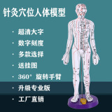 子彧（ZIYU） 硬模型 中医经络图针灸人体穴位模型全身男小人铜人纯铜超清晰刻字 白色高清男模型（50cm）