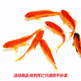 易萌金鱼活体淡水观赏鱼锦鲤活鱼鱼活体草金鱼好养耐活兰寿宠物活体鱼 草金3-5cm 5只