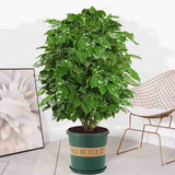 绿荫巷子幸福树绿宝绿植盆栽桌面植物办公室客厅吸甲醛好养易活四季常青 1.2米【加仑盆+托】落地幸福树