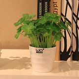 四季开花花种子 阳台室内植物盆栽套餐绿植花卉花草易活种籽 幸运草200粒懒人盆套餐